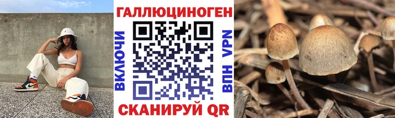 как найти   мориарти клад  Псилоцибиновые грибы прущие грибы  Рузаевка 